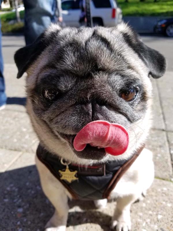 /images/uploads/pug nation rescue of los angeles/pugnation2021/entries/15317thumb.jpg